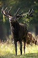  Cerf, brame, Dyrehaven 